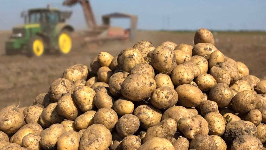 Компенсация на поддержку производства картофеля и овощей открытого грунта.